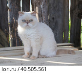 Portrait of a cute white cat with bright eyes on a background of a wall of old logs. Breed Exot. Color red point. Стоковое фото, фотограф Ирина Кононова / Фотобанк Лори