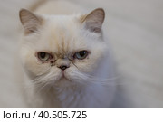 Epiphora. Tears of brown color that appear from the eyes of a cat. Стоковое фото, фотограф Ирина Кононова / Фотобанк Лори