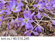 Colchicum Water Lily (Colchicum speciosum. Стоковое фото, фотограф Анна Кривицкая / Фотобанк Лори