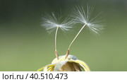 Two seeds of a ripened dandelion. Balanced in the wind. The wind cannot blow them. Close-up. Slow motion.. Стоковое видео, видеограф Vadzim Yakubovich / Фотобанк Лори