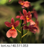 Red orchids in the greenhouse. Стоковое фото, фотограф Анна Кривицкая / Фотобанк Лори