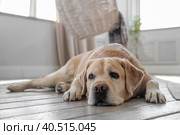 Labrador retriever dog lies on the floor at home. Scaleup portrait of cute doggy. Стоковое фото, фотограф Ольга Ильина / Фотобанк Лори