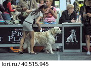 Russia, Saint-Petersburg, 15,05,2014, International Dog Show of all breeds (CACIB-FCI, Chemp.RKF) WHITE NIGHTS. Редакционное фото, фотограф Анна Кривицкая / Фотобанк Лори