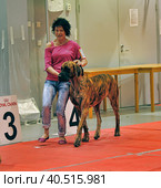 Russia, Saint-Petersburg, 15,05,2014, International Dog Show of all breeds (CACIB-FCI, Chemp.RKF) WHITE NIGHTS. Редакционное фото, фотограф Анна Кривицкая / Фотобанк Лори