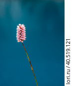 Bistorta officinalis. Other common names - snakeroot, snake-root, snakeweed close up on the blue water background. Стоковое фото, фотограф Саблин Станислав / Фотобанк Лори