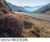 Onobrychis cornuta bush on a mountain slope near an empty asphalt road against the background of large blue mountains. Стоковое фото, фотограф Саблин Станислав / Фотобанк Лори