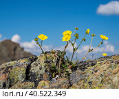 Selectiv focus. Abstract natural background with yellow mountain flowers against a blue sky with white cumulus clouds. Copy space. Стоковое фото, фотограф Саблин Станислав / Фотобанк Лори