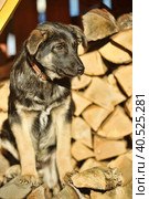 Puppy mestizo shepherd dog on wooden background. Стоковое фото, фотограф Анна Кривицкая / Фотобанк Лори