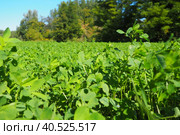 Field with green clover. Organized planting of clover. Clover Trifolium, a genus of plants in the legume family Fabaceae, Moth Faboideae. Agricultural crop honey plant, fodder plant, green manure. Стоковое фото, фотограф Юлия Петровская / Фотобанк Лори