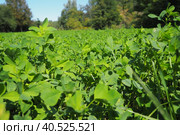 Field with green clover. Organized planting of clover. Clover Trifolium, a genus of plants in the legume family Fabaceae, Moth Faboideae. Agricultural crop honey plant, fodder plant, green manure. Стоковое фото, фотограф Юлия Петровская / Фотобанк Лори