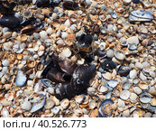 Shells from gastropods of bivalve molluscs. The Azov and Black seas, Golubitskaya. Seashells on the shore. Cerastoderma lamarcki, Hypanis colorata, Anadara inaequivalvis, Mytilus galloprovincialis. Стоковое фото, фотограф Юлия Петровская / Фотобанк Лори