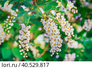 Кисть цветущей черемухи крупным планом. Стоковое фото, фотограф Светлана Качанова / Фотобанк Лори