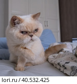 Cute cat breed exot color red point. She raised her paw and looks displeased to the side. Стоковое фото, фотограф Ирина Кононова / Фотобанк Лори