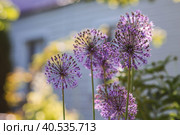 Gardening. Crop production. Close-up of purple flowers of decorative onions. Large flowers and bees on a green background. A copy of the place for the text. Стоковое фото, фотограф Photojuli / Фотобанк Лори