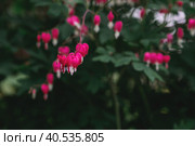 Dientra is magnificent (lat. Lamprocapnos spectabilis). Beautiful floral background. Decorative flowering plant. Floral background. Стоковое фото, фотограф Photojuli / Фотобанк Лори