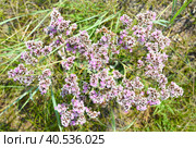 Goniolimon speciosum flowers growing in Olkhon island, Russia. Стоковое фото, фотограф Татьяна Терехина / Фотобанк Лори