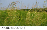 Spikelets of wild grasses in the field in the wind. Wild grass swaying in the wind, macro image, shallow depth of field. Beautiful summer background of nature. Стоковое видео, видеограф Александр Кротков / Фотобанк Лори