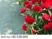 Red Celosia cristata flower growing in Da Lat Vietnam. Стоковое фото, фотограф Татьяна Терехина / Фотобанк Лори