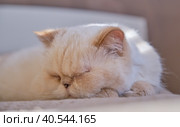 Adorable beige domestic cat is sleeping cozy. Стоковое фото, фотограф Ирина Кононова / Фотобанк Лори