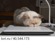Cute beige domestic cat lit by the sunlight sleeps cozily on a laptop. The breed is exot, color red point. Стоковое фото, фотограф Ирина Кононова / Фотобанк Лори