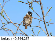 Schoeniclus schoeniclus. Камышовая овсянка или камышник, тростниковая овсянка. Самец птицы весной, Ямало-Ненецкий автономный округ. Стоковое фото, фотограф Григорий Писоцкий / Фотобанк Лори
