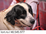 Pyrenean Mastiff. Стоковое фото, фотограф Анна Кривицкая / Фотобанк Лори