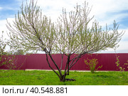 the silver goof tree unfolds its first green leaves in the garden on a spring day. Decorative plants in the garden. Стоковое фото, фотограф Коханова Наталья / Фотобанк Лори