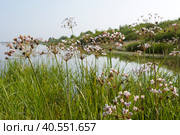 Pink flower on the pond, Susak umbrella Butomus umbellatus. Стоковое фото, фотограф Zima Nadezhda / Фотобанк Лори