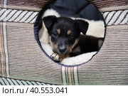 маленький щенок в будке. Стоковое фото, фотограф Юлия Можина / Фотобанк Лори
