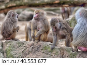 Baboons (2015 год). Стоковое фото, фотограф Анна Кривицкая / Фотобанк Лори