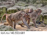 Baboons (2015 год). Стоковое фото, фотограф Анна Кривицкая / Фотобанк Лори