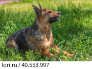 Old german shepherd among green grass. Стоковое фото, фотограф Анна Кривицкая / Фотобанк Лори