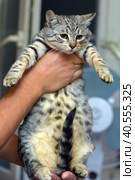 Gray with stripes cat in hands. Стоковое фото, фотограф Анна Кривицкая / Фотобанк Лори