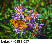 Bright imago Fabriciana adippe,  High brown fritillary on a flower, close up. Стоковое фото, фотограф Саблин Станислав / Фотобанк Лори