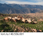 A flock of sheep graze high in the mountains in the background of the village. Dagestan. Стоковое фото, фотограф Саблин Станислав / Фотобанк Лори
