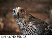 Close-up of a  falcon. Стоковое фото, фотограф Анна Кривицкая / Фотобанк Лори