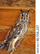 Screech Owl in Cage. Стоковое фото, фотограф Анна Кривицкая / Фотобанк Лори