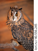 Screech Owl in Cage. Стоковое фото, фотограф Анна Кривицкая / Фотобанк Лори