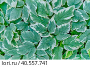 Goutweed decorative variegated, Aegopodium podagraria. Стоковое фото, фотограф Ирина Кононова / Фотобанк Лори