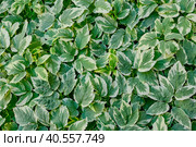 Goutweed decorative variegated, Aegopodium podagraria. Стоковое фото, фотограф Ирина Кононова / Фотобанк Лори