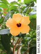 Желтый китайский гибискус (Hibiscus rosa-sinensis) Стоковое фото, фотограф Елена Орлова / Фотобанк Лори