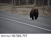 Бурый Камчатский  медведь бежит по обочине дороги. Стоковое фото, фотограф syngach / Фотобанк Лори