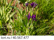 Калмыкия. Фиолетовый дикорастущий ирис-касатик (Iris pumila) в весенней степи. Стоковое фото, фотограф Ольга Шуклина / Фотобанк Лори