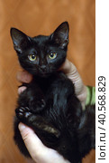 Cute little scared black kitten in hands. Стоковое фото, фотограф Анна Кривицкая / Фотобанк Лори