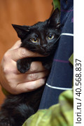 Cute little scared black kitten in hands. Стоковое фото, фотограф Анна Кривицкая / Фотобанк Лори