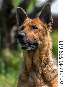 Old german shepherd among green grass. Стоковое фото, фотограф Анна Кривицкая / Фотобанк Лори