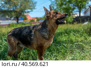 Old german shepherd among green grass. Стоковое фото, фотограф Анна Кривицкая / Фотобанк Лори