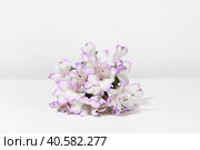Bouquet of white lilac Alstroemeria flowers on a white table, on a grey background. Creative kind of flowers. Стоковое фото, фотограф Tatiana Syrtseva / Фотобанк Лори