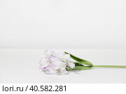 Bouquet of white lilac Alstroemeria flowers on a white table, on a grey background. Creative kind of flowers. Стоковое фото, фотограф Tatiana Syrtseva / Фотобанк Лори
