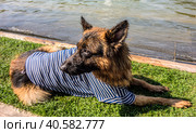 Служебная немецкая овчарка в мокрой тельняшке на празднике ВМФ/ Wet German shepherd in a vest closeup. Стоковое фото, фотограф Iva Noel / Фотобанк Лори